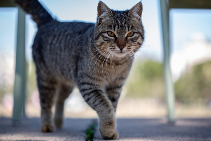 Γάτες φωτογράφος Γιώργος Βερναδάκης