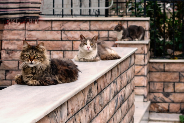 Γάτες φωτογράφος Γιώργος Βερναδάκης