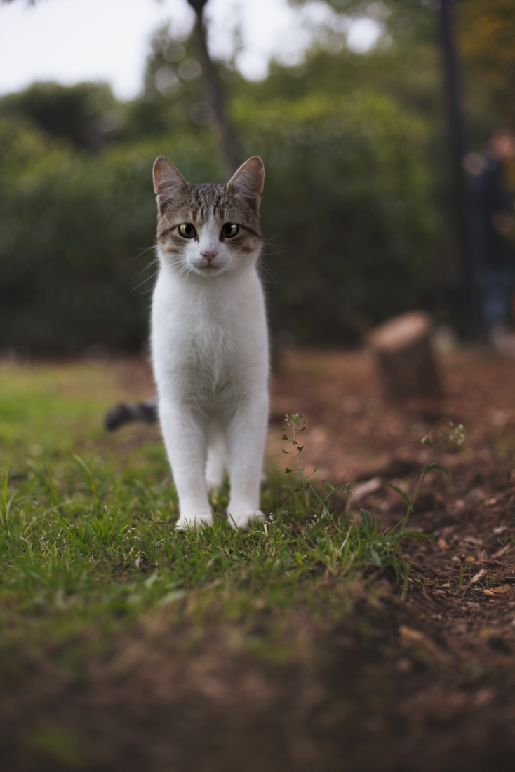 Γάτες φωτογράφος Γιώργος Βερναδάκης