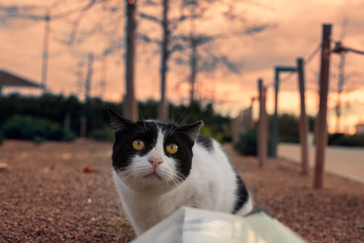 Γάτες φωτογράφος Γιώργος Βερναδάκης