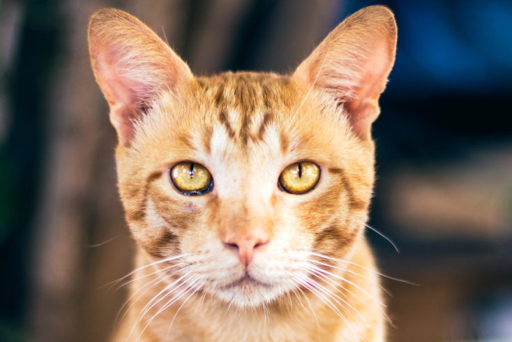 Γάτες φωτογράφος Γιώργος Βερναδάκης