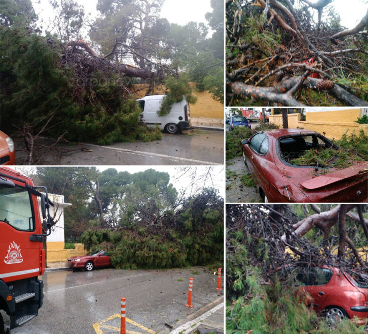 Χανιά: Δέντρα έπεσαν σε αυτοκίνητα