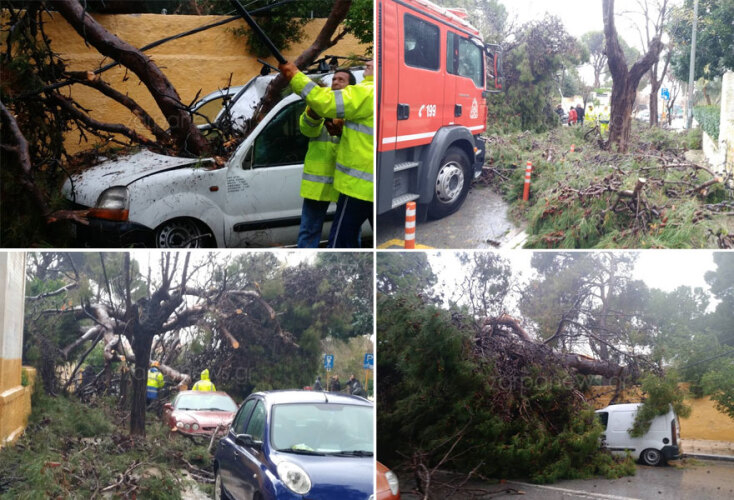 Χανιά: Δέντρα έπεσαν σε αυτοκίνητα
