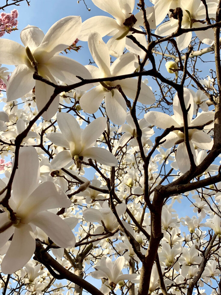 Ανθισμένα δέντρα