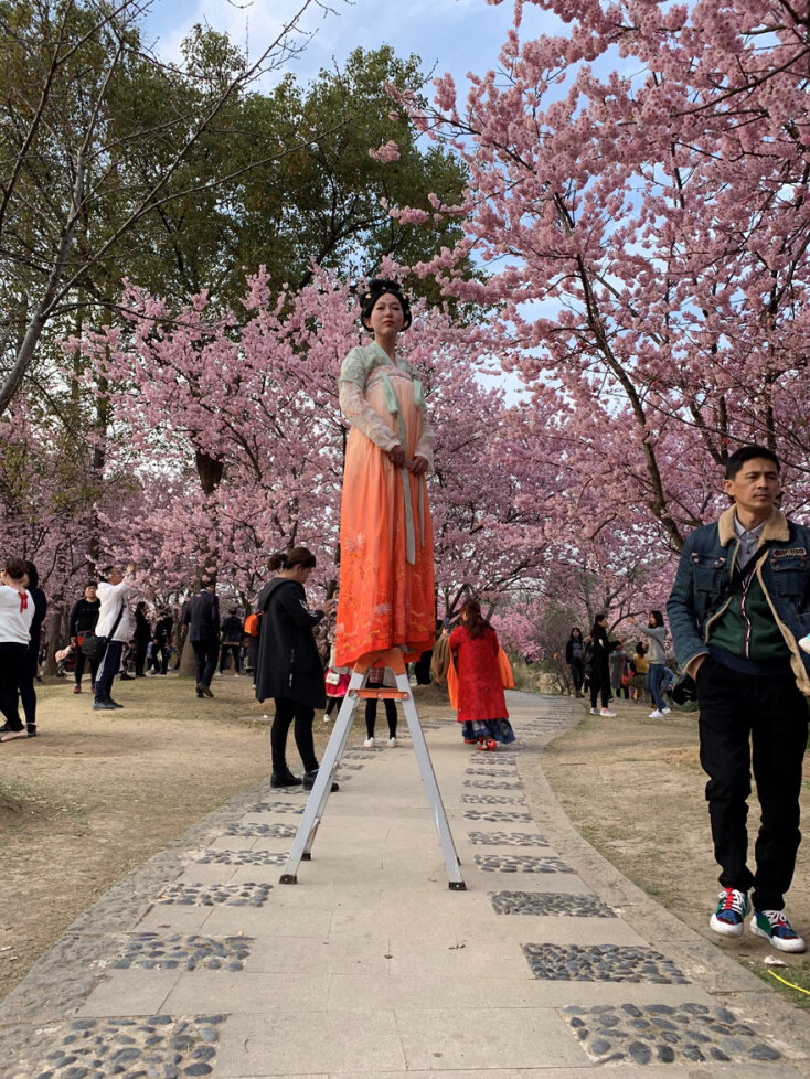 Γυναίκα σε σκάλα στέκεται ανάμεσα σε ανθισμένες κερασιές