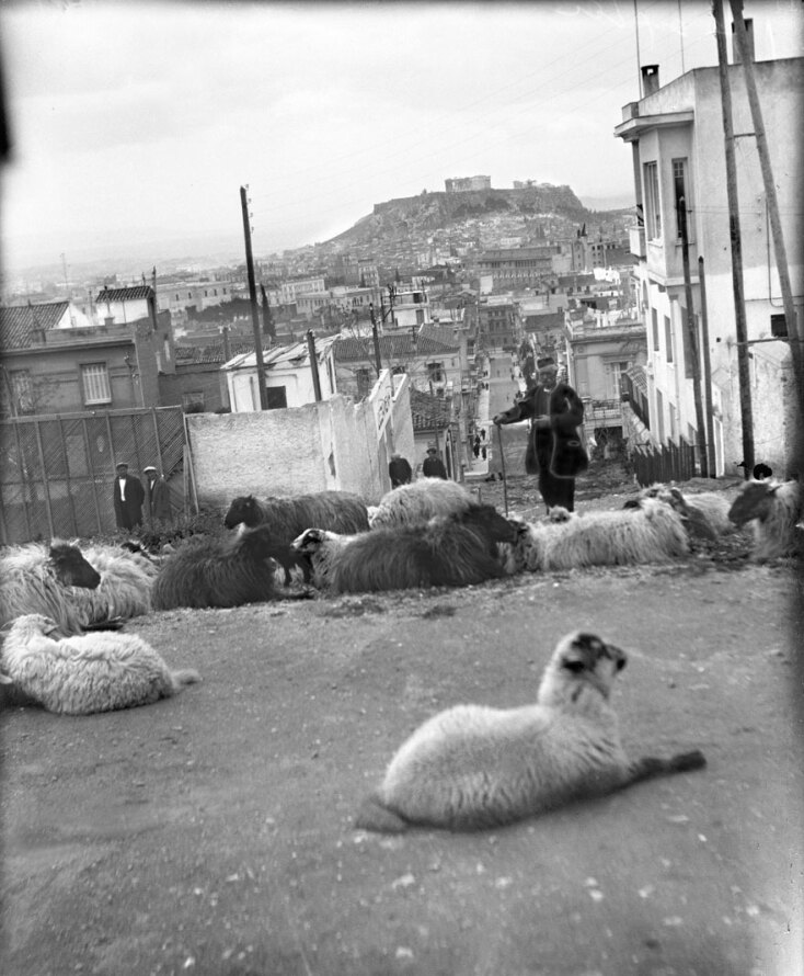 Κατσίκια, πρόβατα, βοοειδή στο Κολωνάκι © Αρχείο ΕΡΤ