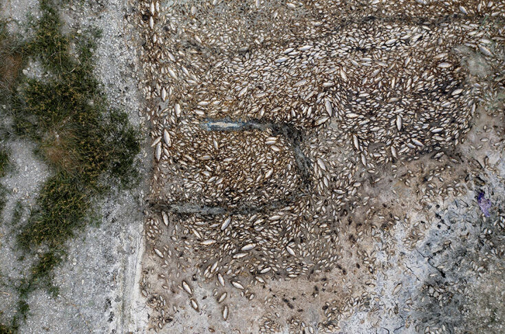 dead-fish-koroneia-32322.jpg