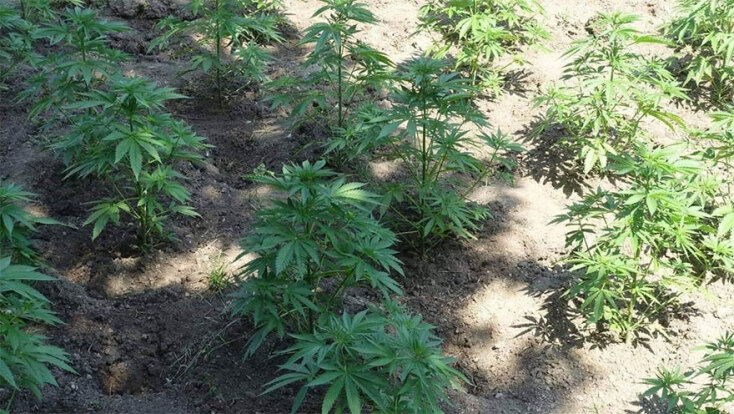 Φυτεία κάνναβης σε δύσβατη περιοχή των Κυθήρων