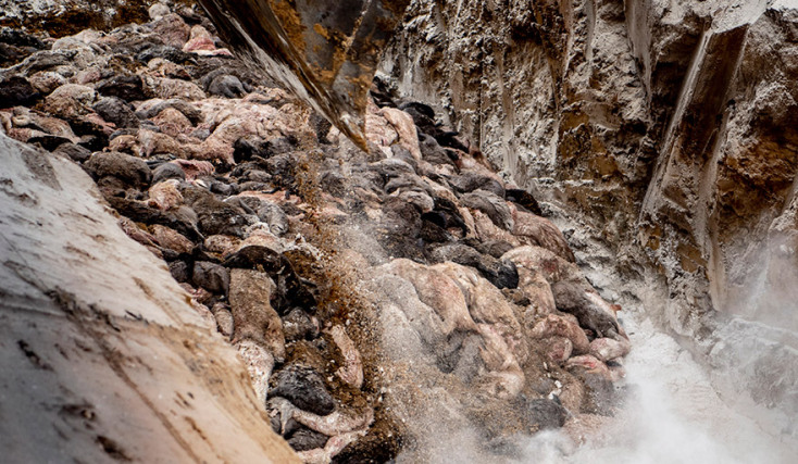 Δανία - Covid-19: Μαζική θανάτωση εκατομμυρίων μινκ