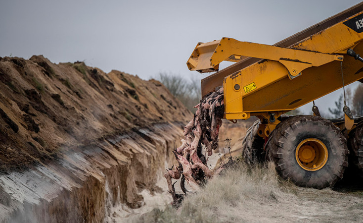 Δανία - Covid-19: Μαζική θανάτωση εκατομμυρίων μινκ