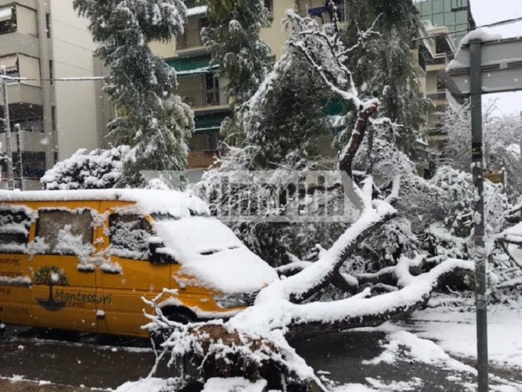 Δέντρο στη Νέα Σμύρνη