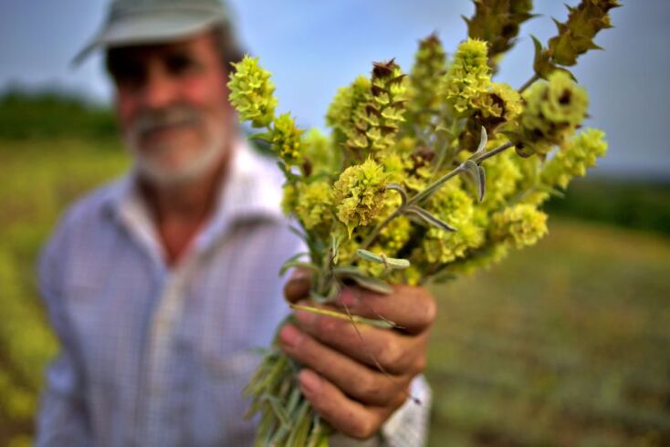 Τα βιολογικά βότανα "Corphes" στη Δεσκάτη των Γρεβενών