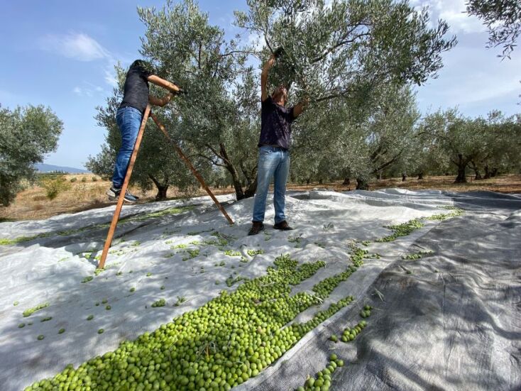 Μάζεμα ελιάς