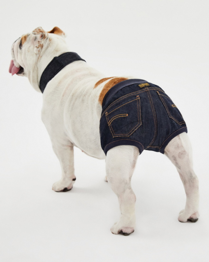 dog_g_star_denim.jpg
