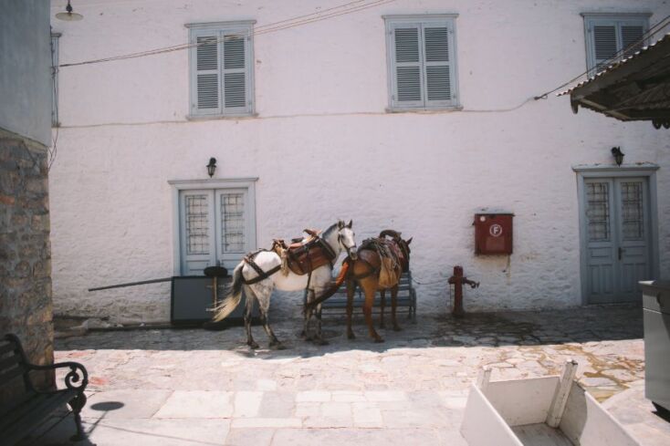 Γαιδουράκια στην Υδρα