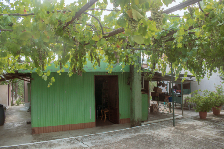 Η αυλή της παράγκας με την κληματαριά