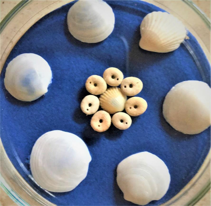 Σύνθεση με δίθυρα όστρακα και τον αχινό - μπιζέλι Echinocyamus pusillus