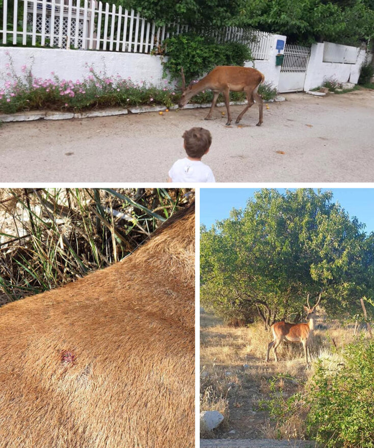 Το ελάφι που σκότωσαν στην Πάρνηθα, ήταν εξοικειωμένο με την ανθρώπινη παρουσία και ζούσε δίπλα από τα σπίτια