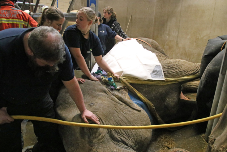 Καρλσρούη, ελέφαντας
