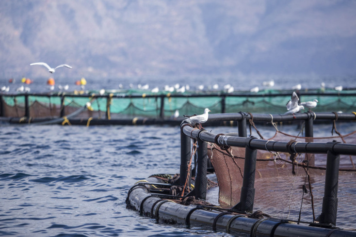 Ιχθυοκαλλιέργεια στο Γαλαξίδι 