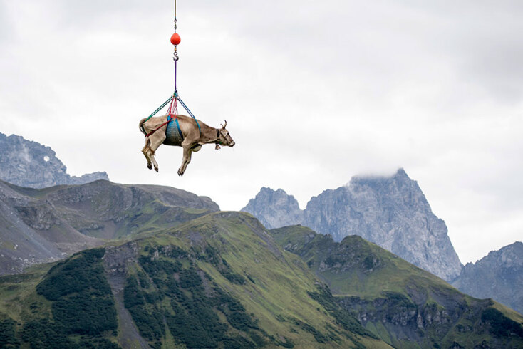 Στην Ελβετία κατεβάζουν... πετώντας με ελικόπτερο τις τραυματισμένες αγελάδες από τα βουνά στις πεδιάδες