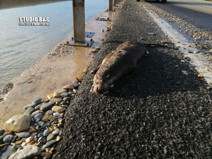 Νεκρή σπάνια ευρωπαϊκή ενυδρίδα στην Αργολίδα