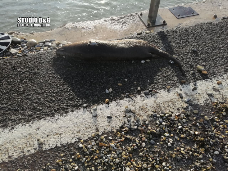 Νεκρή σπάνια ευρωπαϊκή ενυδρίδα στην Αργολίδα