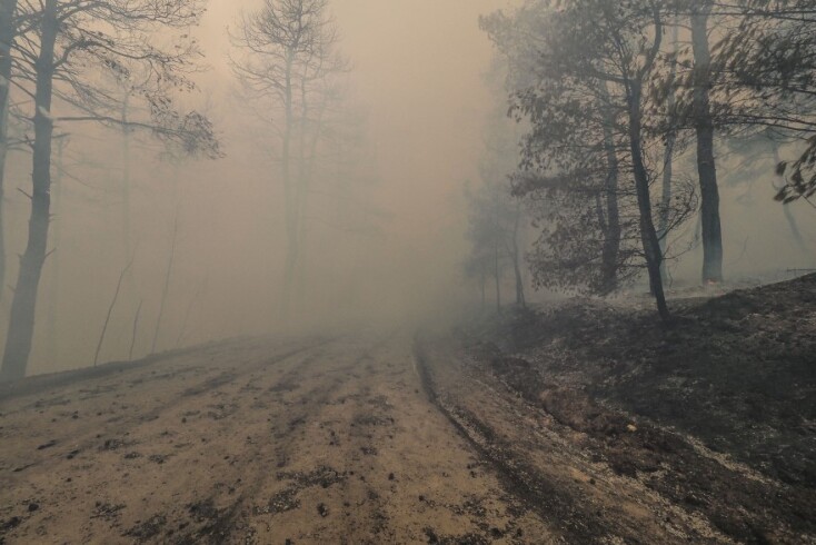 Καμμένα δέντρα στην Εύβοια © EUROKINISSI