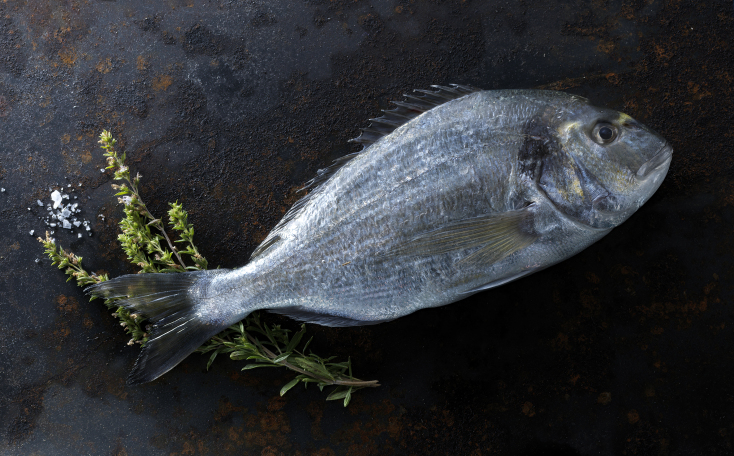 Ψάρι Ιχθυοκαλλιέργειας ΕΛΟΠΥ