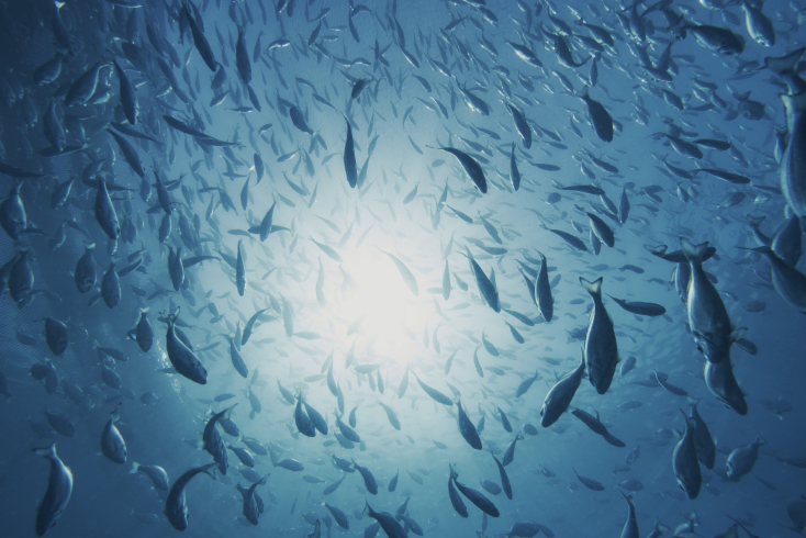 Ιχθυοκαλλιέργεια ΕΛΟΠΥ