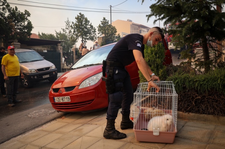 Φωτιά στη Βούλα: Κατοικίδια ζώα μέσα σε κλουβί μεταφέρονται από σπίτι σε ασφαλές περιβάλλον