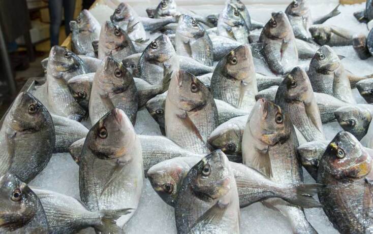 Ψάρι © Θανάσης Καρατζάς