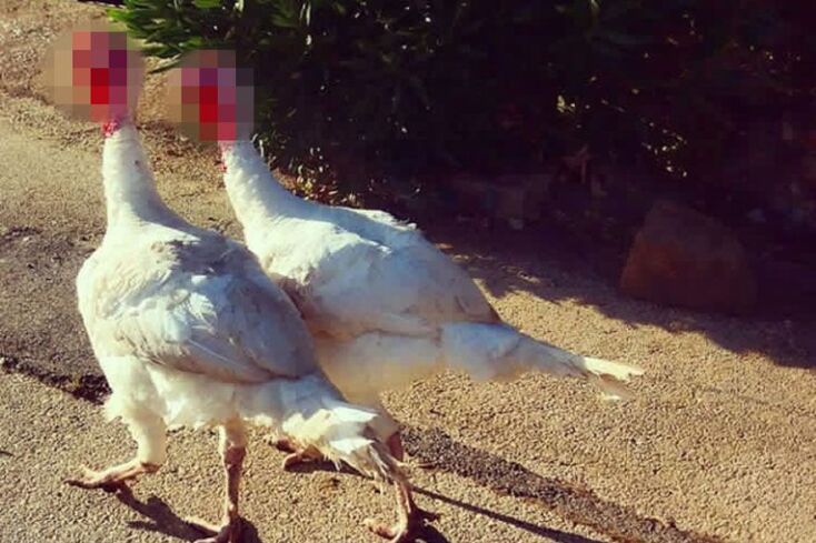 Γ_v_ _΄_ _ (διαβάζεται Γυνή)