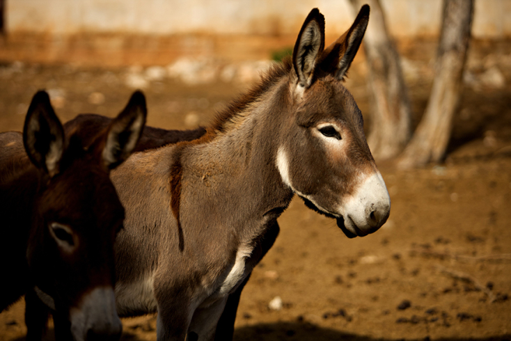 Meet Your Makers: Ο Γιώργος Τσιχουρίδης παράγει στην Κοζάνη γάλα γαϊδούρας 