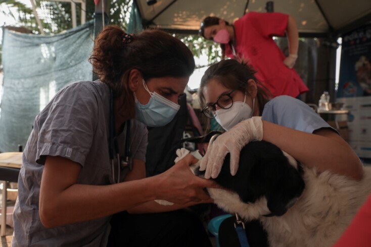 Γαλάτσι: Στιγμιότυπο από τον χώρο προστασίας ζώων από πυρόπληκτες περιοχές © EUROKINISSI/ΔΗΜΗΤΡΟΠΟΥΛΟΣ ΣΩΤΗΡΗΣ