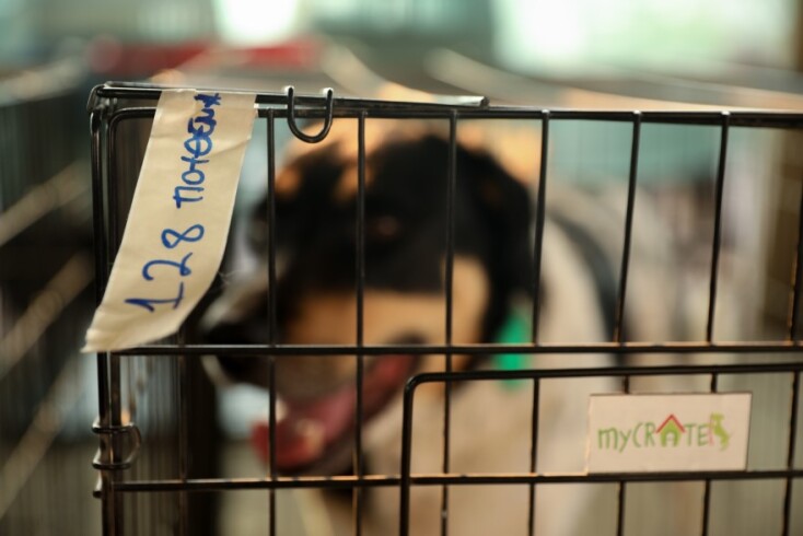 Γαλάτσι: Στιγμιότυπο από τον χώρο προστασίας ζώων από πυρόπληκτες περιοχές © EUROKINISSI/ΔΗΜΗΤΡΟΠΟΥΛΟΣ ΣΩΤΗΡΗΣ