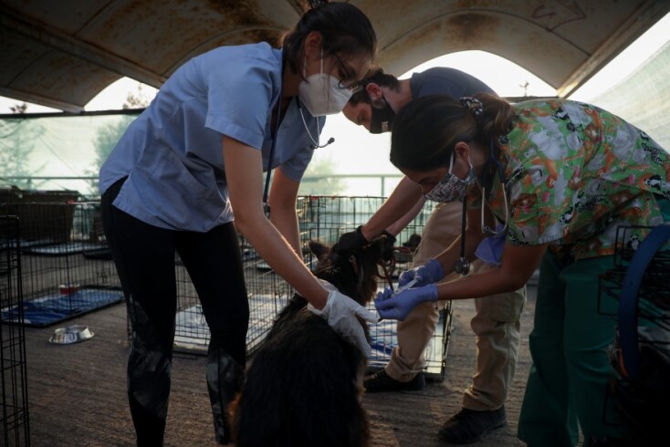 Γαλάτσι: Στιγμιότυπο από τον χώρο προστασίας ζώων από πυρόπληκτες περιοχές © EUROKINISSI/ΔΗΜΗΤΡΟΠΟΥΛΟΣ ΣΩΤΗΡΗΣ