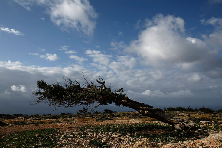 Γαύδος: Ο ισχυρός άνεμος λύγισε το δέντρο, όχι όμως την αποφασιστικότητα των κατοίκων του νησιού
