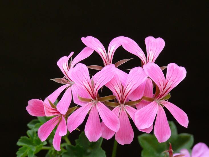 geranium