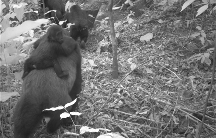 Γορίλας Cross River