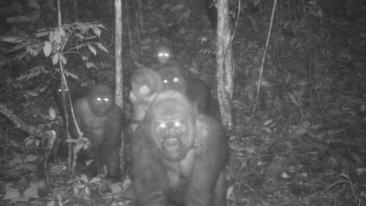 Γορίλας Cross River