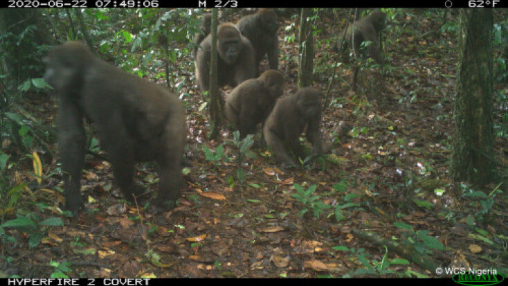 Γορίλας Cross River