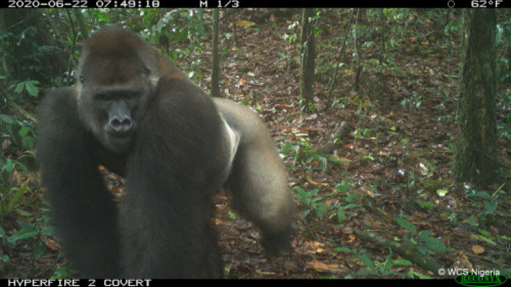 Γορίλας Cross River