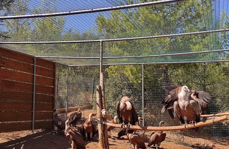 Οι γύπες στον χώρο που φυλάσσονται στον Βοτανικό Κήπο.