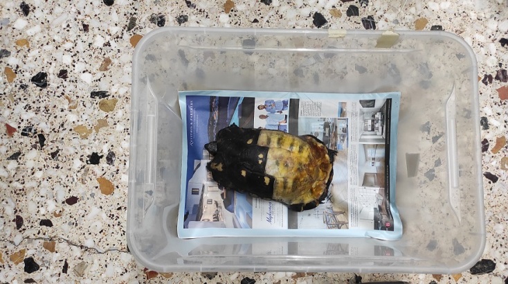 Μια χελώνα που έχει καεί το καβούκι της από τις πυρκαγιές του Αυγούστου. 