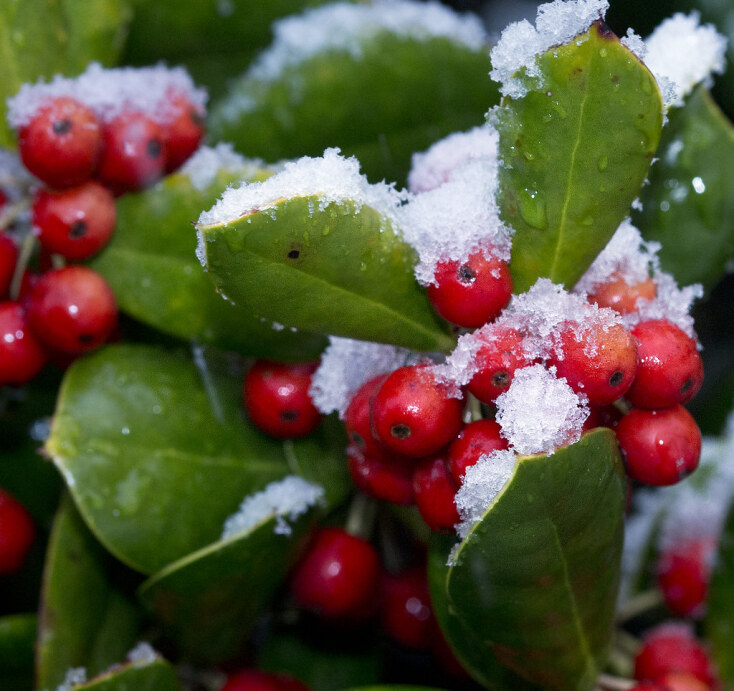 holly.jpg