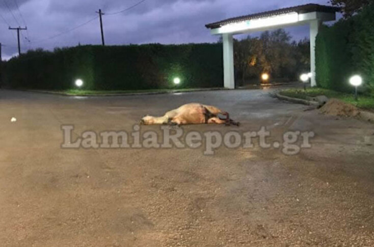 Φορτηγό συγκρούστηκε με άλογο στη Στυλίδα