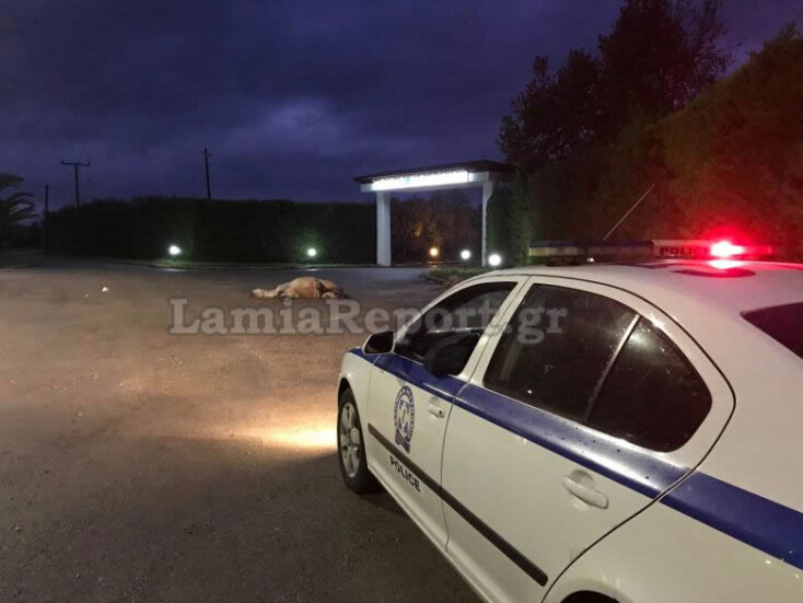 Φορτηγό συγκρούστηκε με άλογο στη Στυλίδα