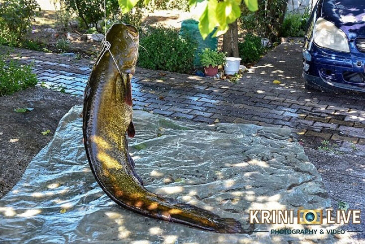 O γουλιάνος που έπιασε ο ιερέας στα Τρίκαλα ζύγισε 35 κιλά - Τον ψάρεψε στον Πηνειό