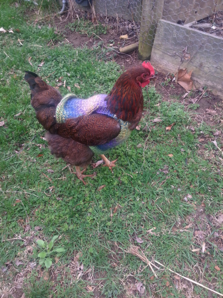 Κάνει κρύο, κάνει τσίφι, για το δόλιο το κοτσύφι…